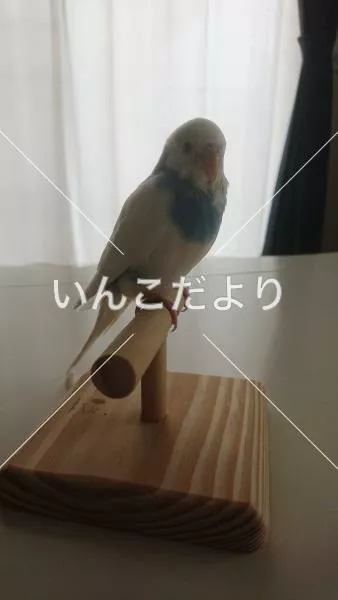 迷い鳥の写真
