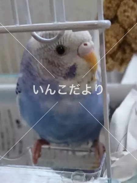 保護鳥の写真