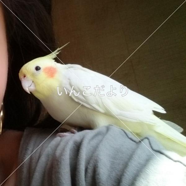 迷い鳥の写真