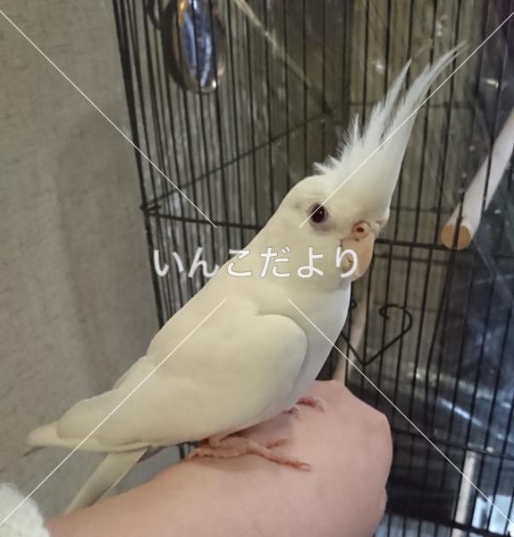 迷い鳥の写真