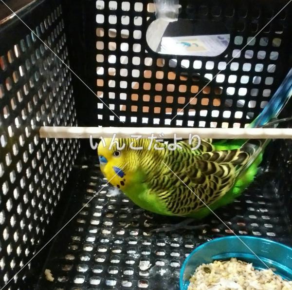 保護鳥の写真