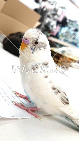 迷い鳥の写真