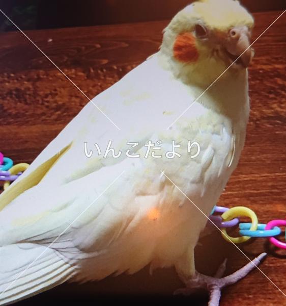 迷い鳥の写真
