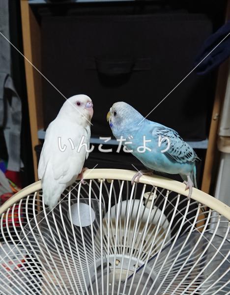迷い鳥の写真