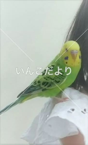 迷い鳥の写真