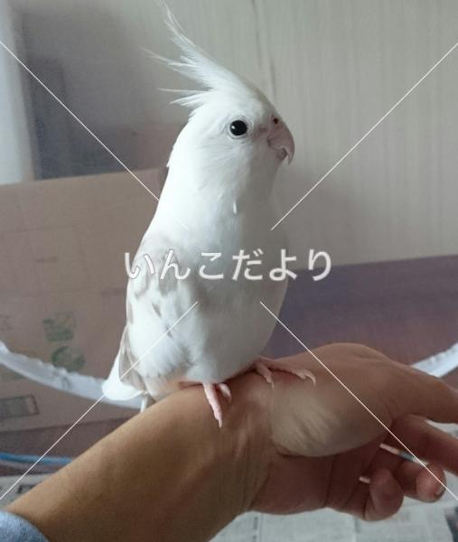 迷い鳥の写真