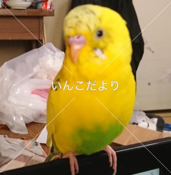 迷い鳥の写真