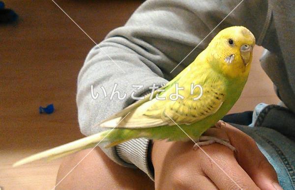 保護鳥の写真