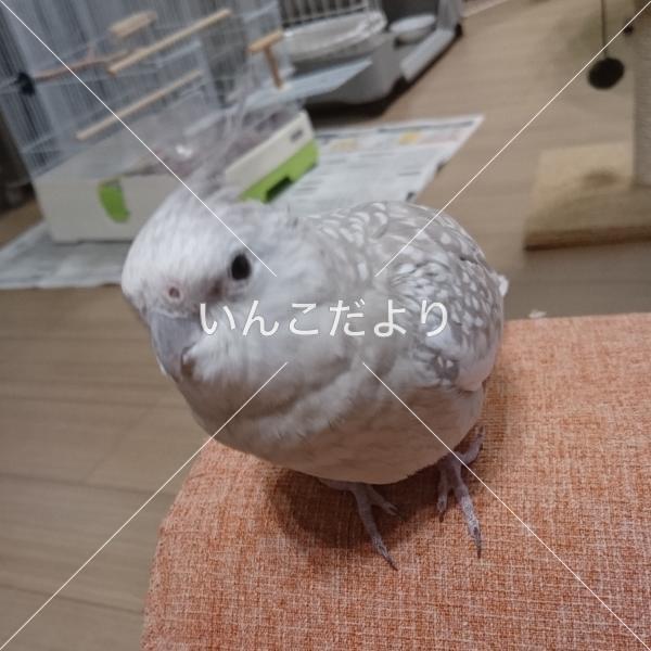 迷い鳥の写真