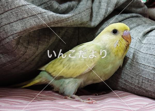 迷い鳥の写真