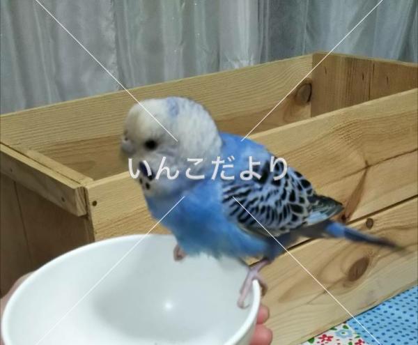 保護鳥の写真
