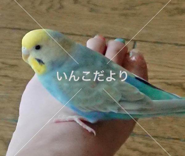 迷い鳥の写真