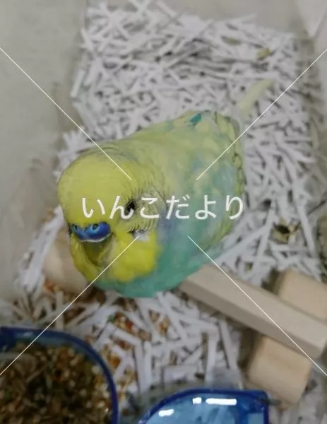 保護鳥の写真