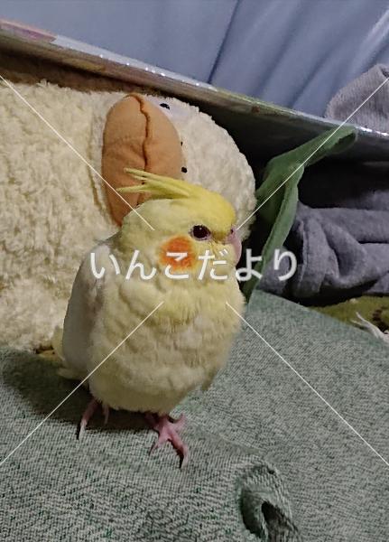 迷い鳥の写真