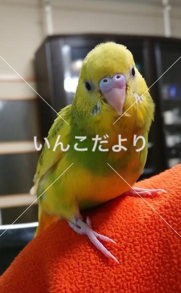 迷い鳥の写真