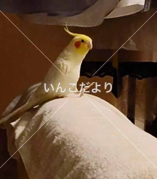 迷い鳥の写真