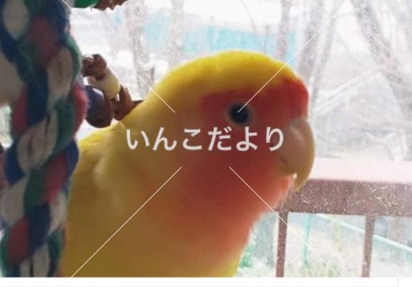迷い鳥の写真