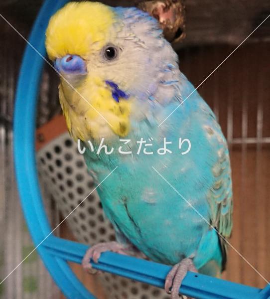 迷い鳥の写真