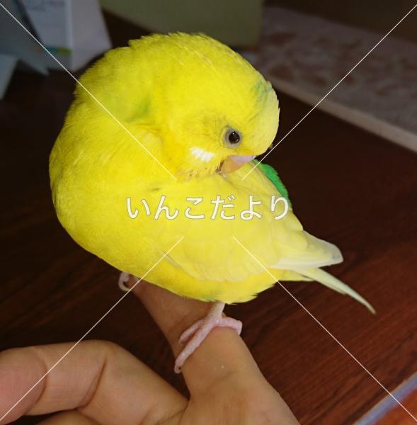 迷い鳥の写真