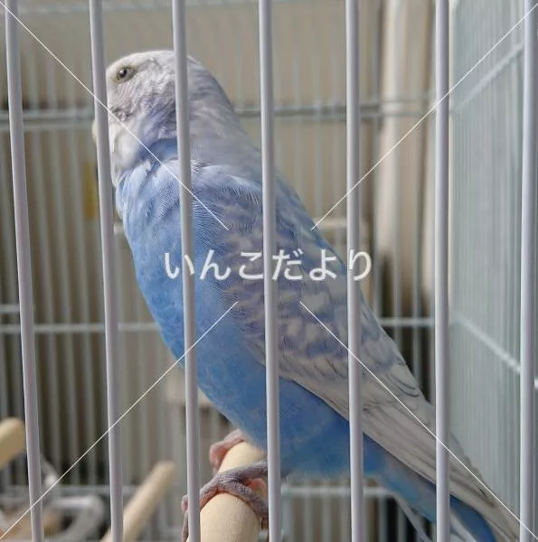 保護鳥の写真