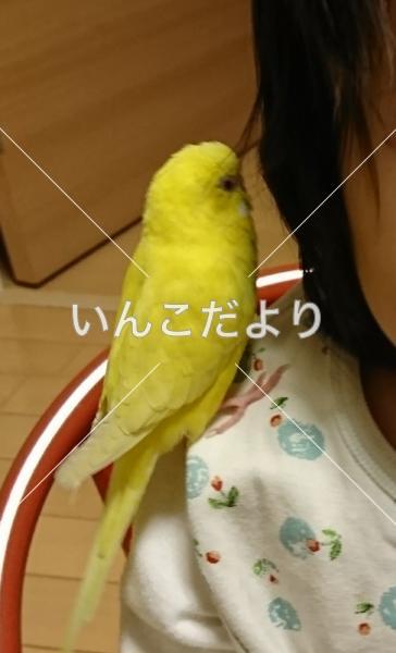 迷い鳥の写真