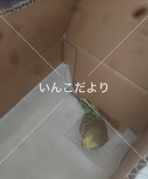 迷い鳥の写真