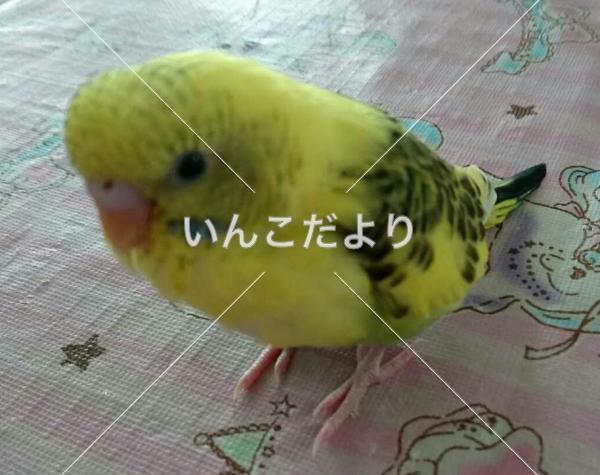 迷い鳥の写真