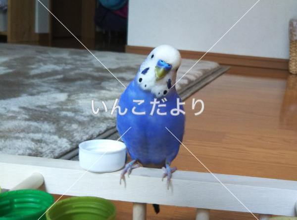 迷い鳥の写真