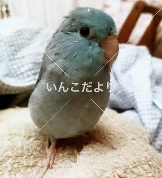 迷い鳥の写真