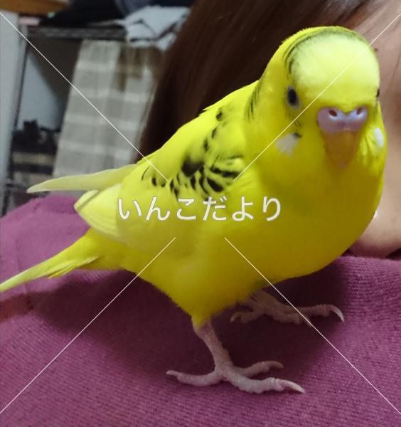 迷い鳥の写真