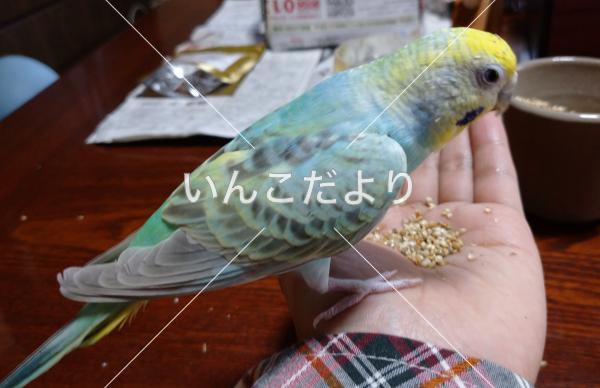 迷い鳥の写真