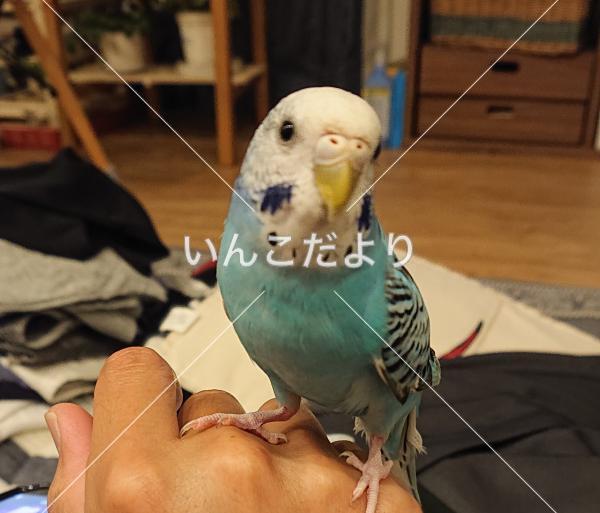 迷い鳥の写真