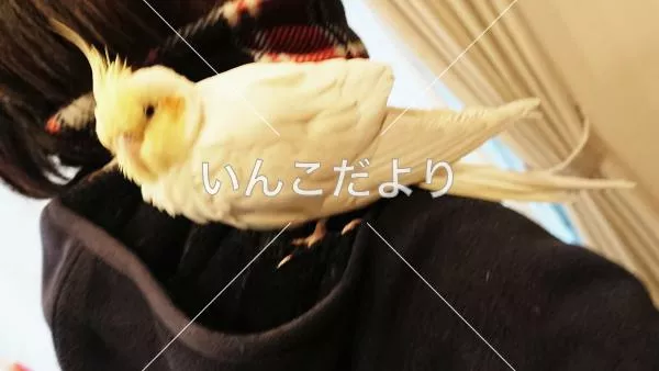 保護鳥の写真