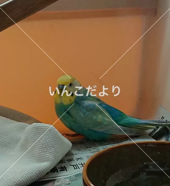 保護鳥の写真