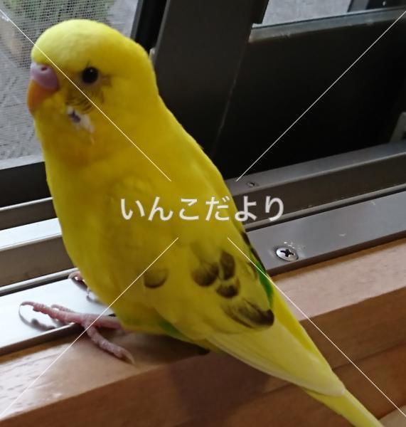 迷い鳥の写真