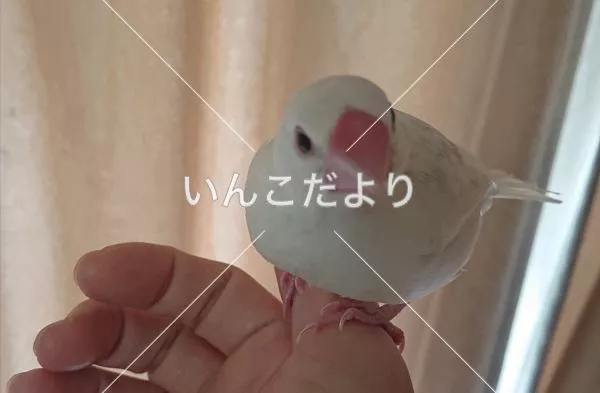 保護鳥の写真