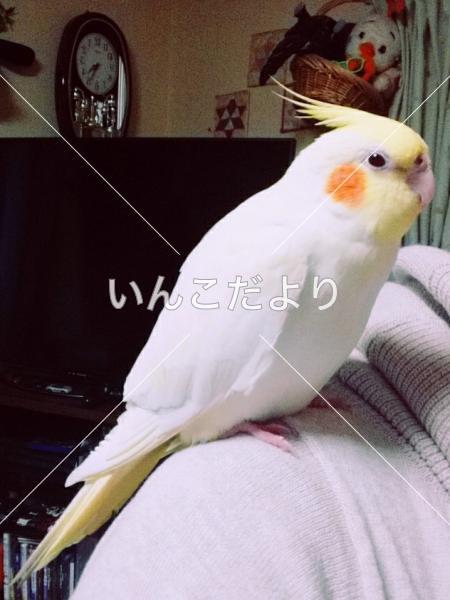 迷い鳥の写真