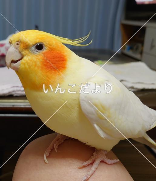 迷い鳥の写真