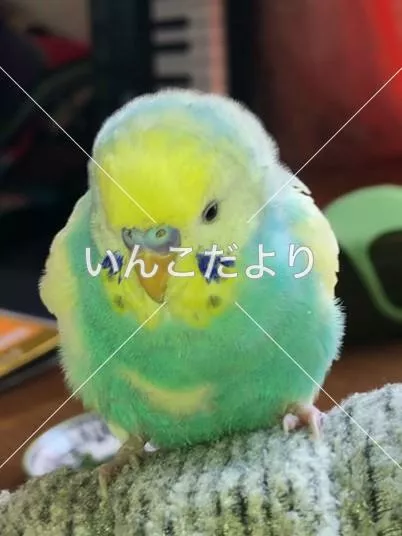 保護鳥の写真