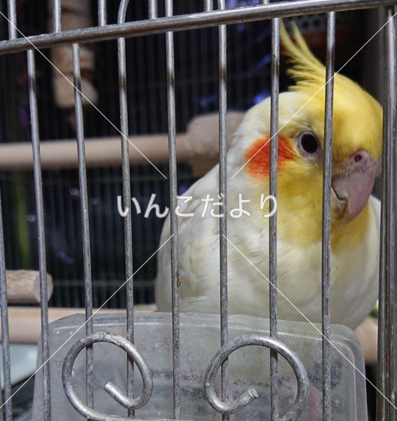 迷い鳥の写真