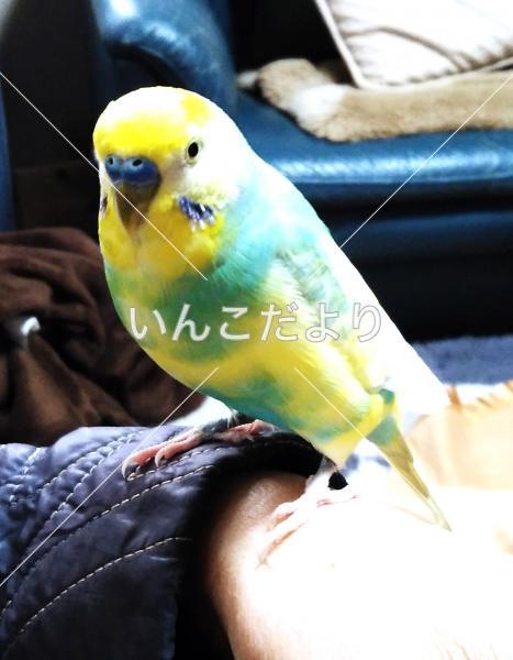 迷い鳥の写真