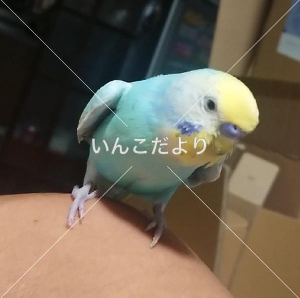 迷い鳥の写真