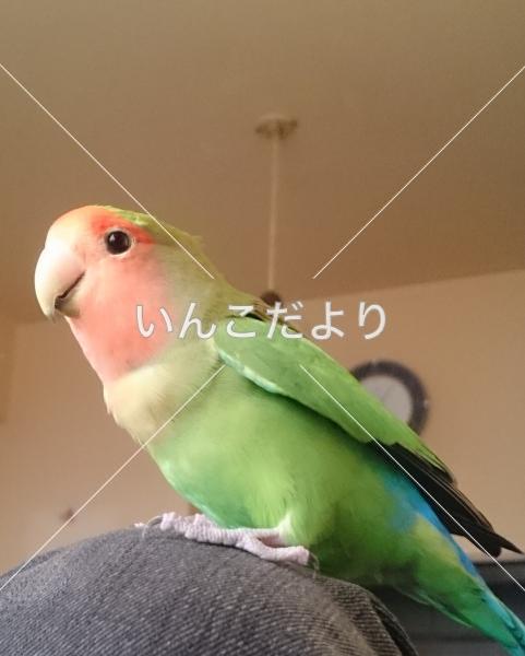 迷い鳥の写真