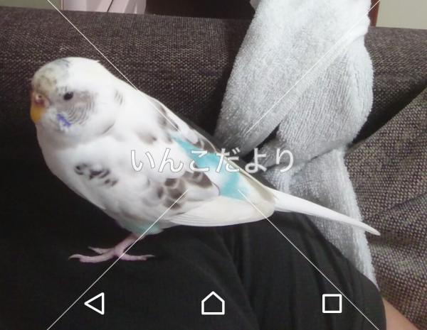 迷い鳥の写真