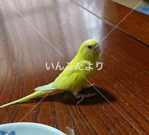 迷い鳥の写真