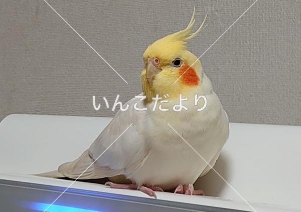 迷い鳥の写真