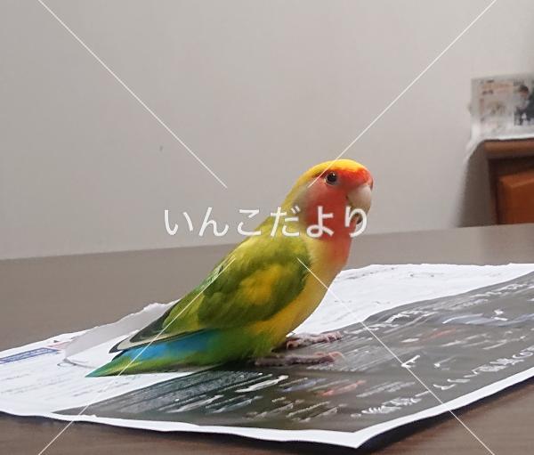 迷い鳥の写真