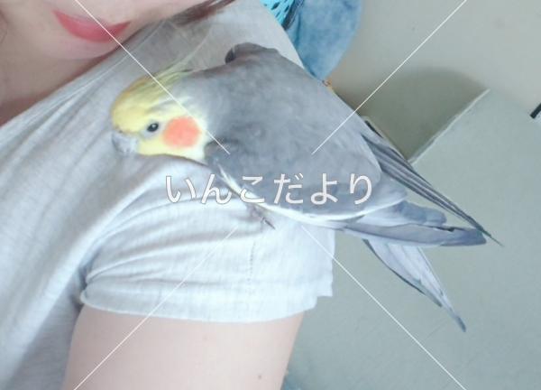 迷い鳥の写真