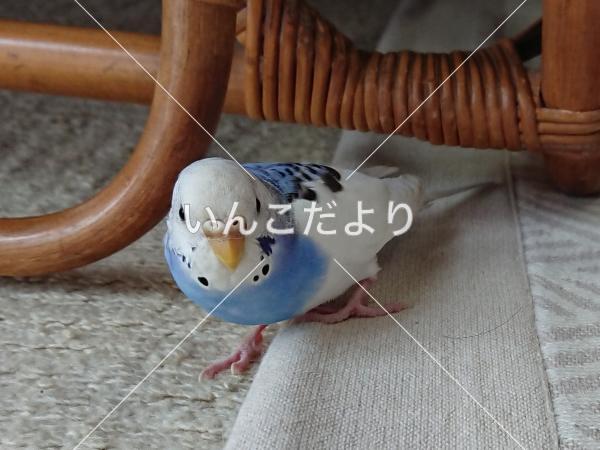 迷い鳥の写真