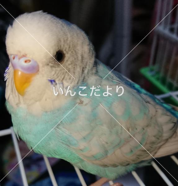 迷い鳥の写真